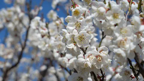 梅の花
