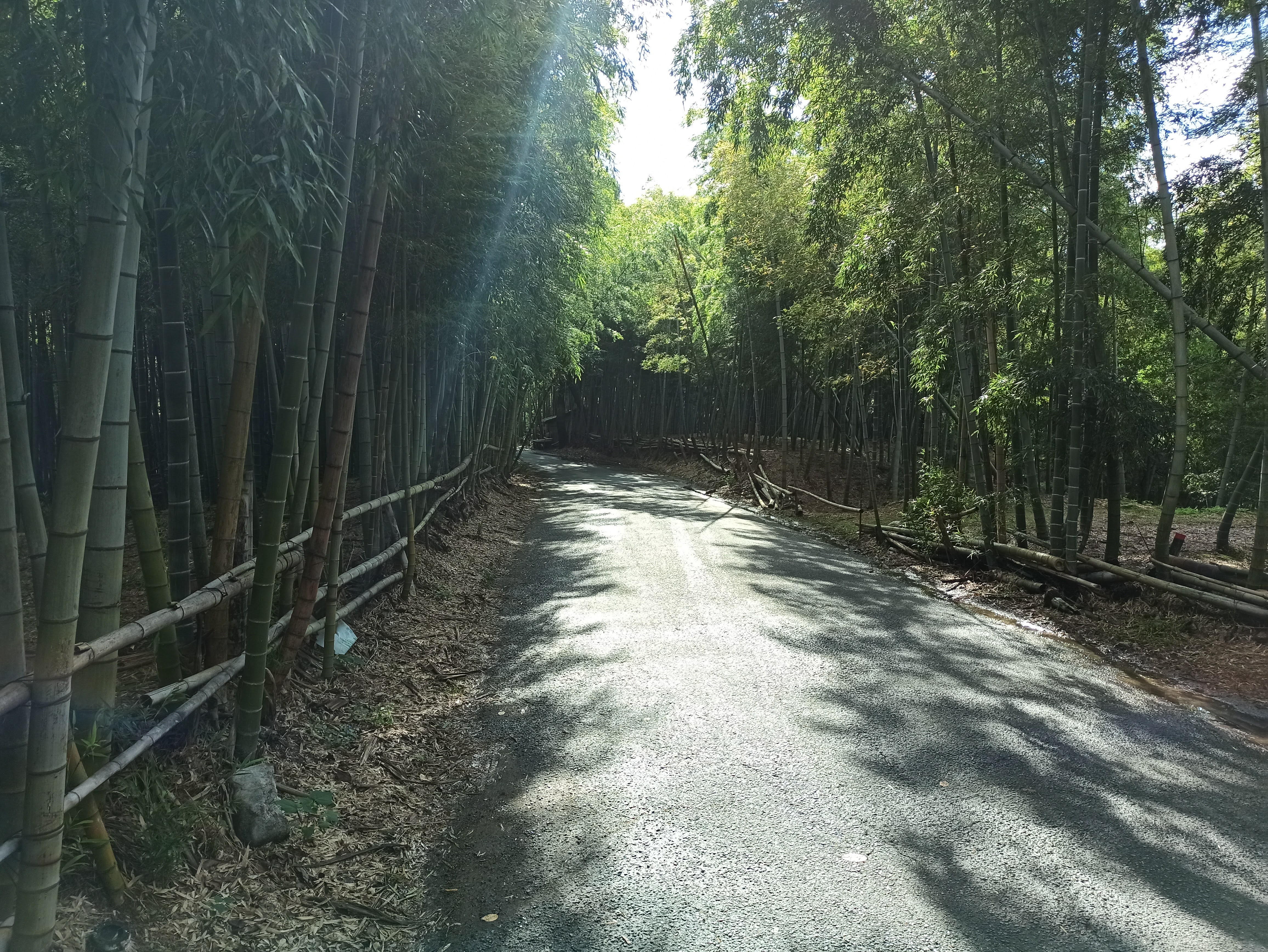 竹林