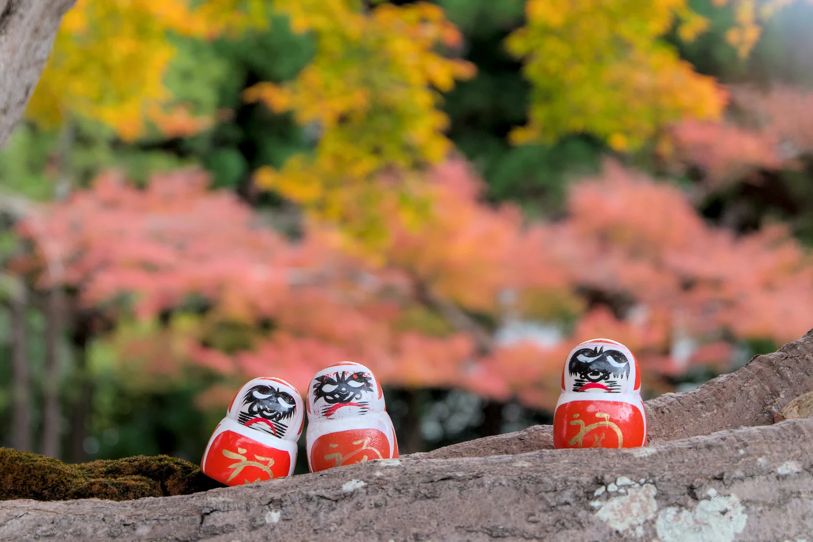 だるまと紅葉
