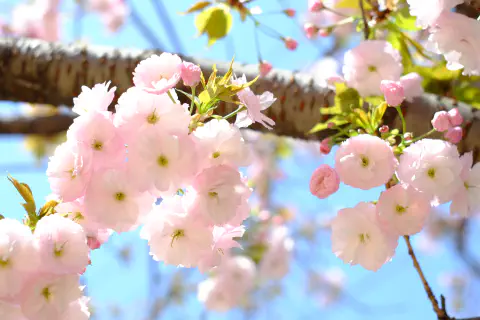 八重桜