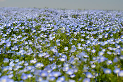 ネモフィラだらけ