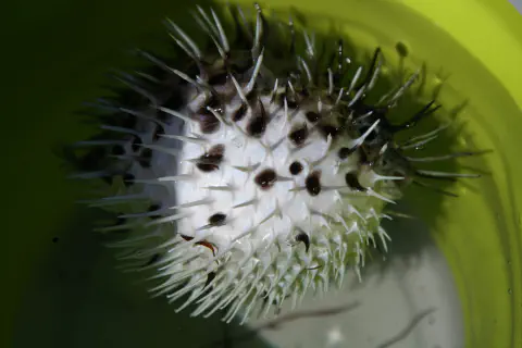 膨らんだハリセンボン