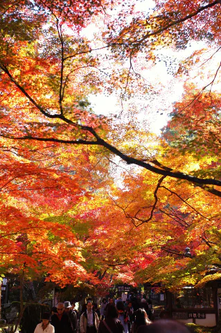 入口、参道の紅葉