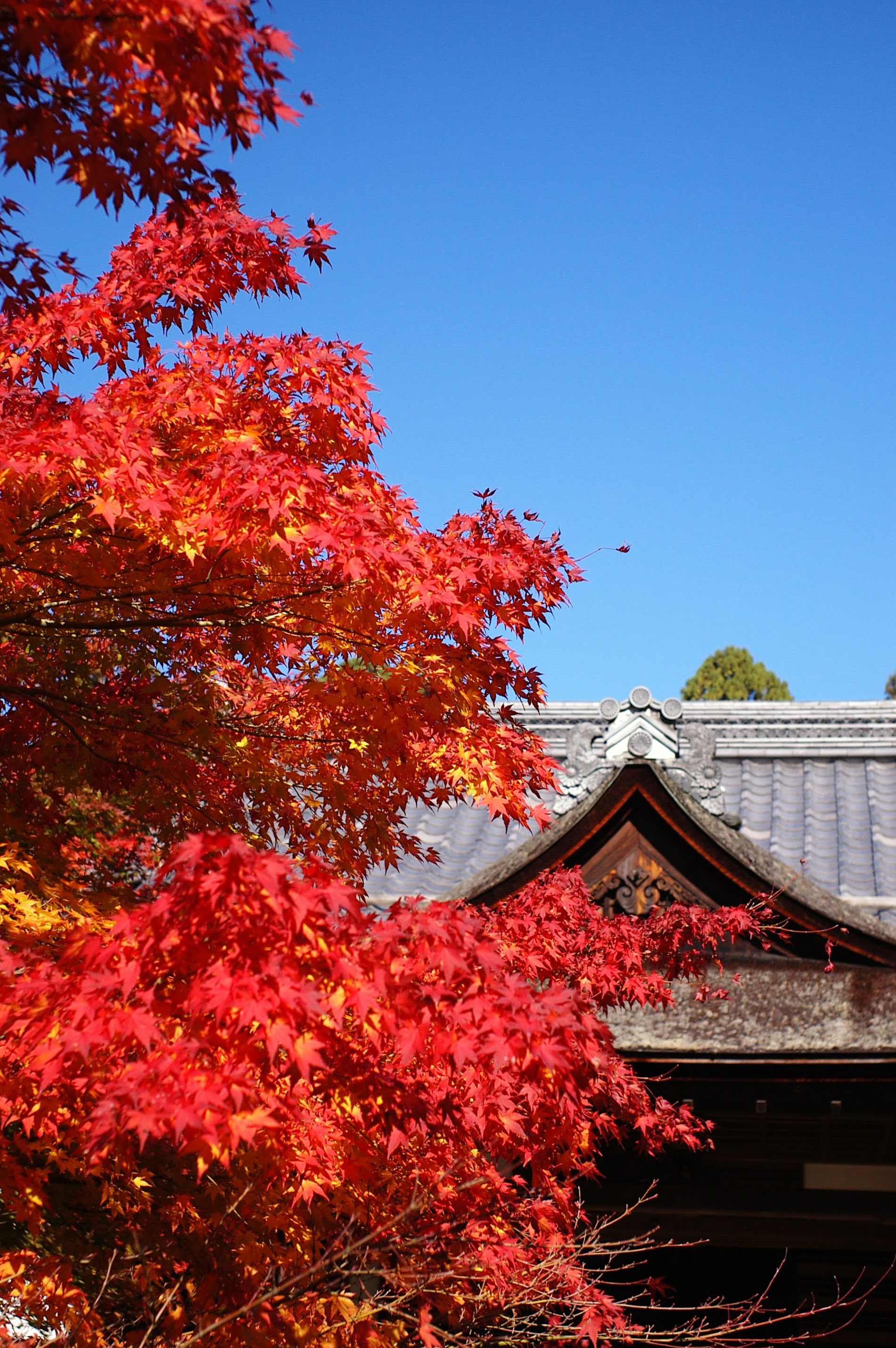 明寿院と紅葉