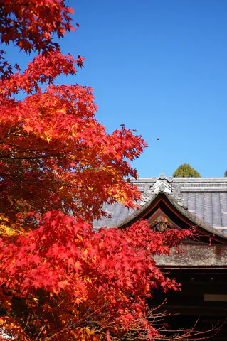 明寿院と紅葉