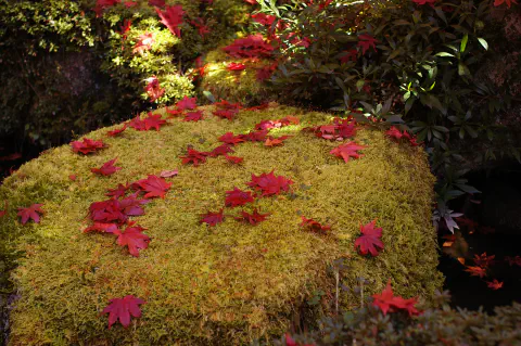 苔むした石の上にモミジの葉
