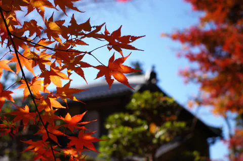 紅葉の奥に明寿院