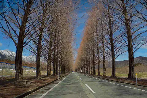 メタセコイア並木