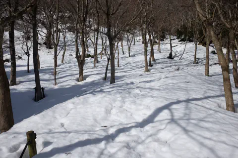登山道のような道