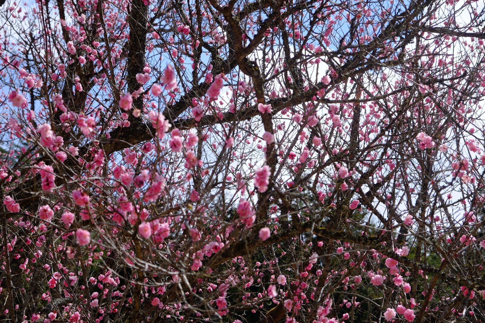 梅の花？