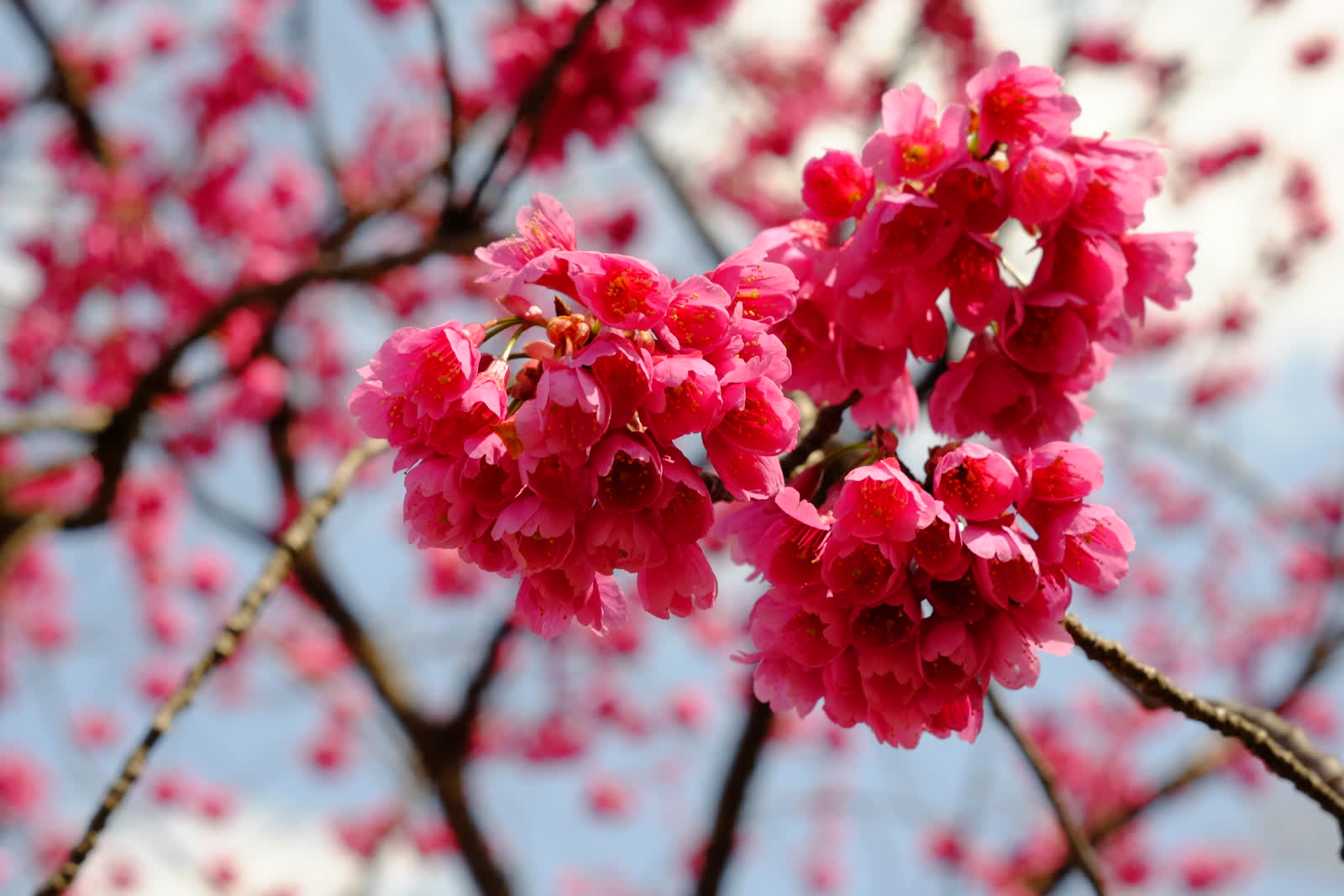 カンヒザクラ（寒緋桜）