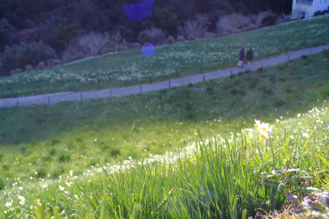 【大阪近郊B級観光スポット】淡路島 立川水仙郷 featured image