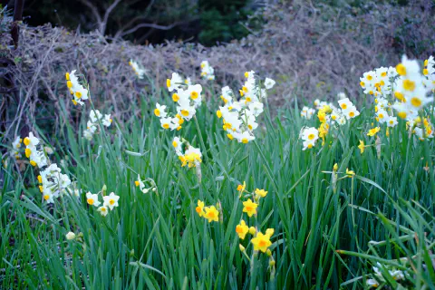 黄色、白色の水仙