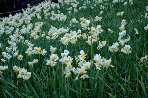 水仙の群生