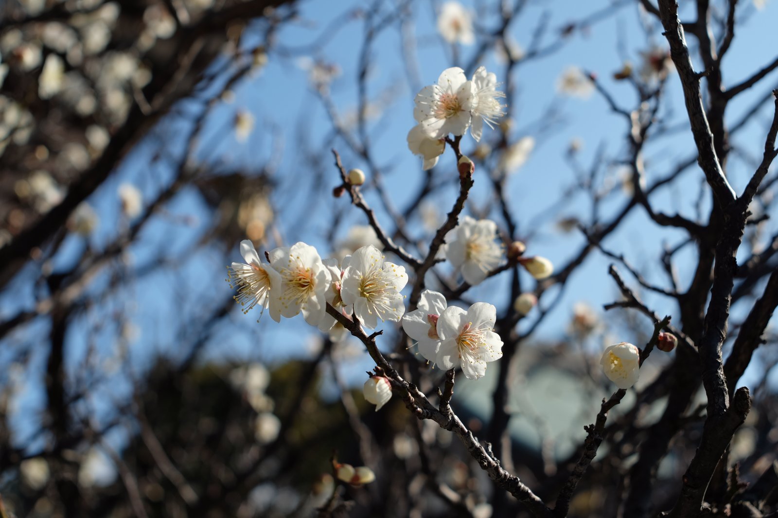 梅の花