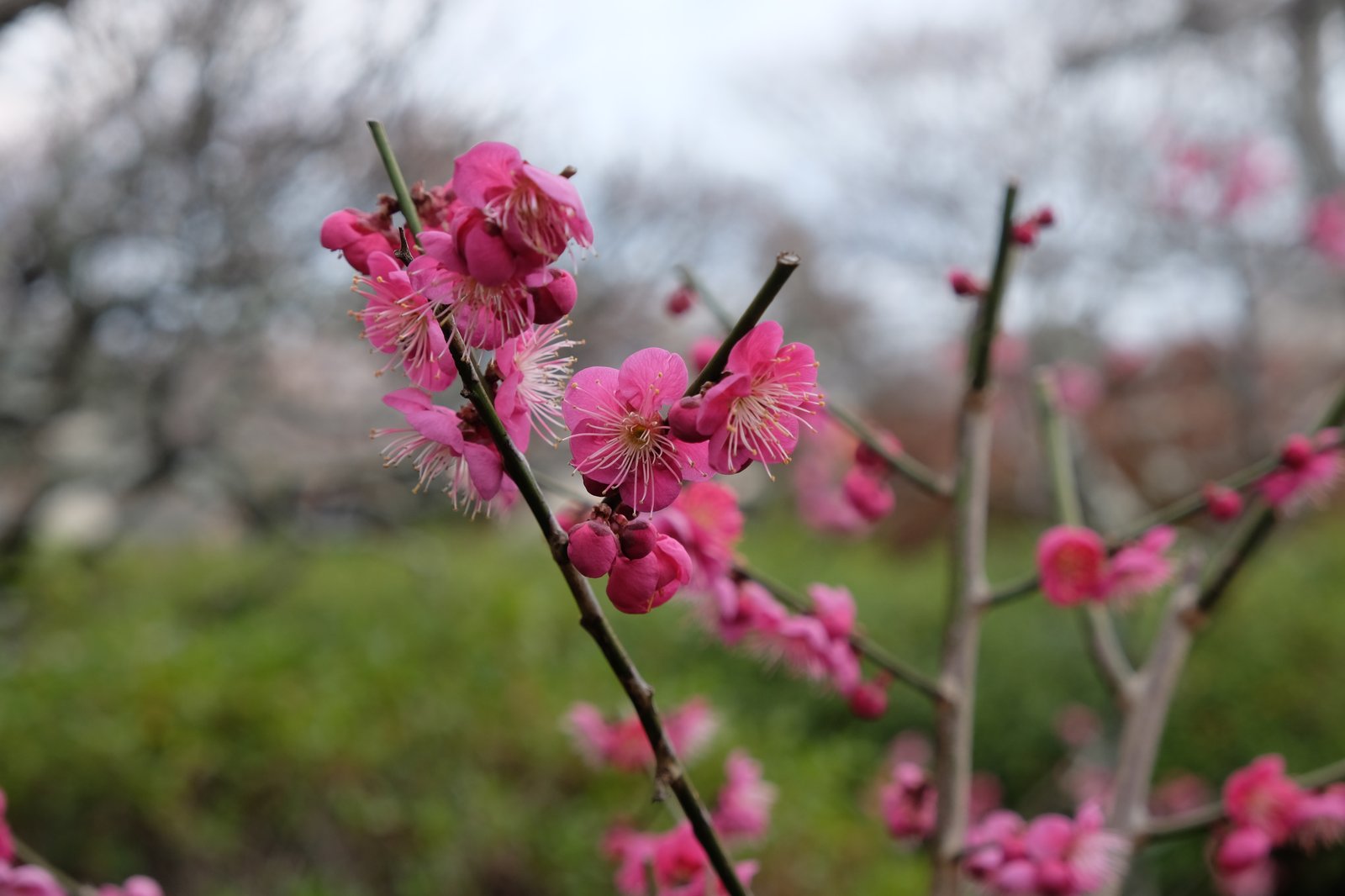 梅の花